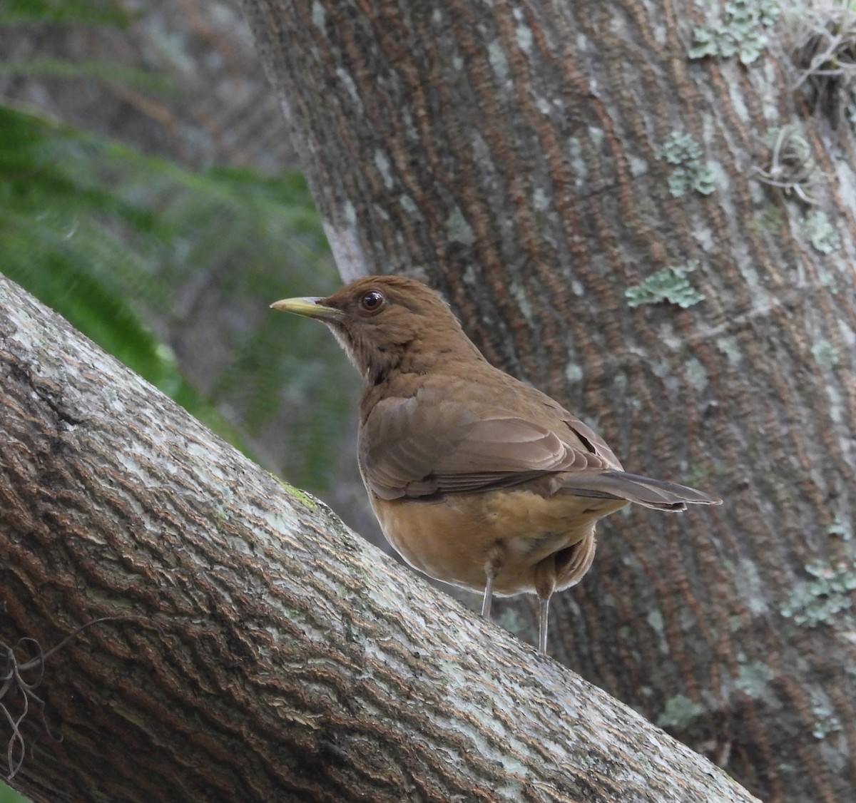 Merle fauve - ML645653900