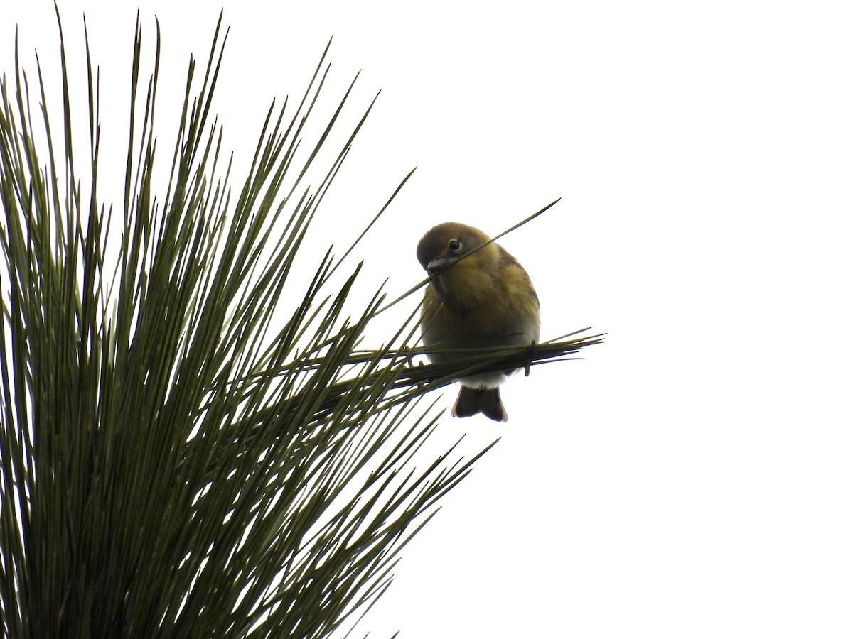 Pine Warbler - ML645653919