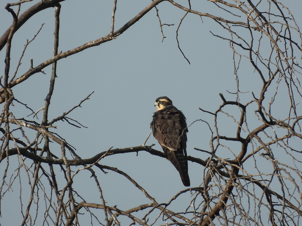 Aplomado Falcon - ML645653921