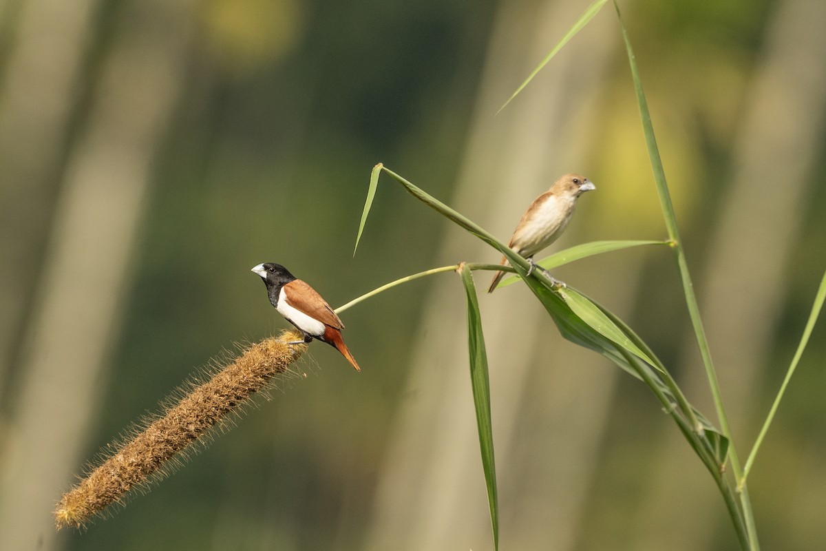 panenka tříbarvá - ML645653925