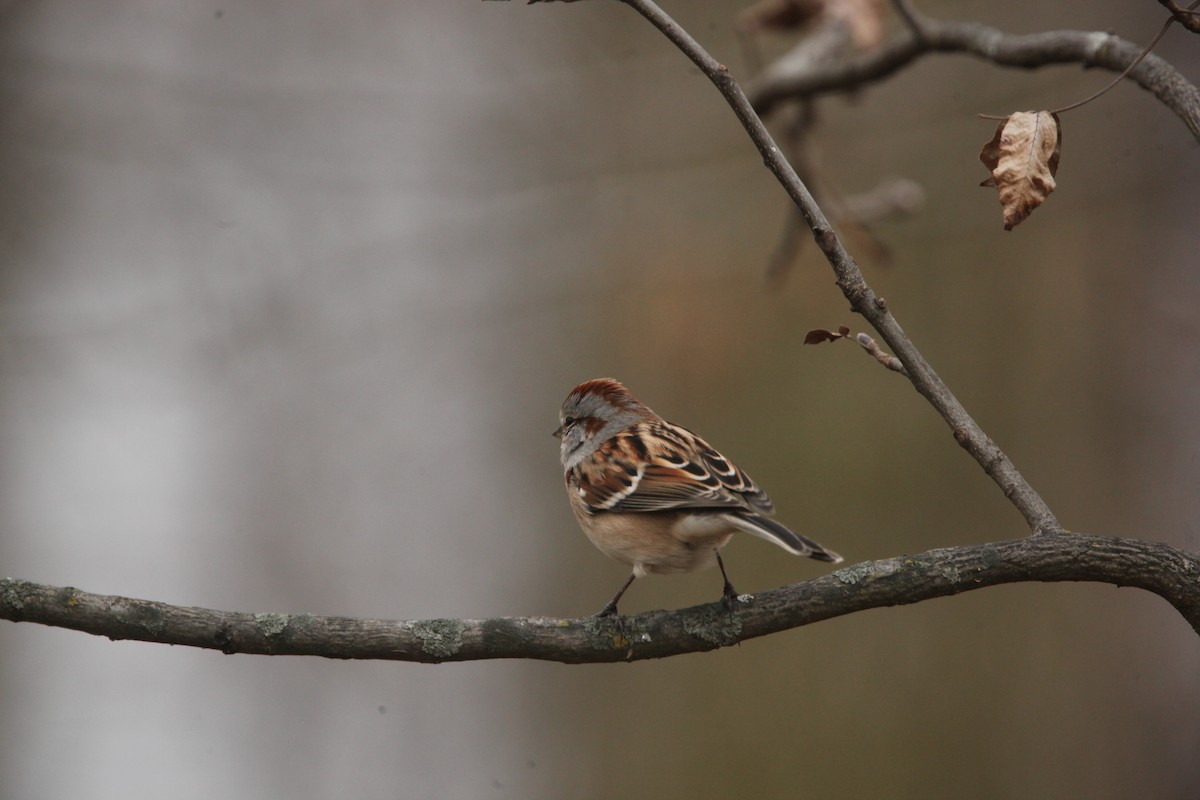 Пасовник північний - ML645653927