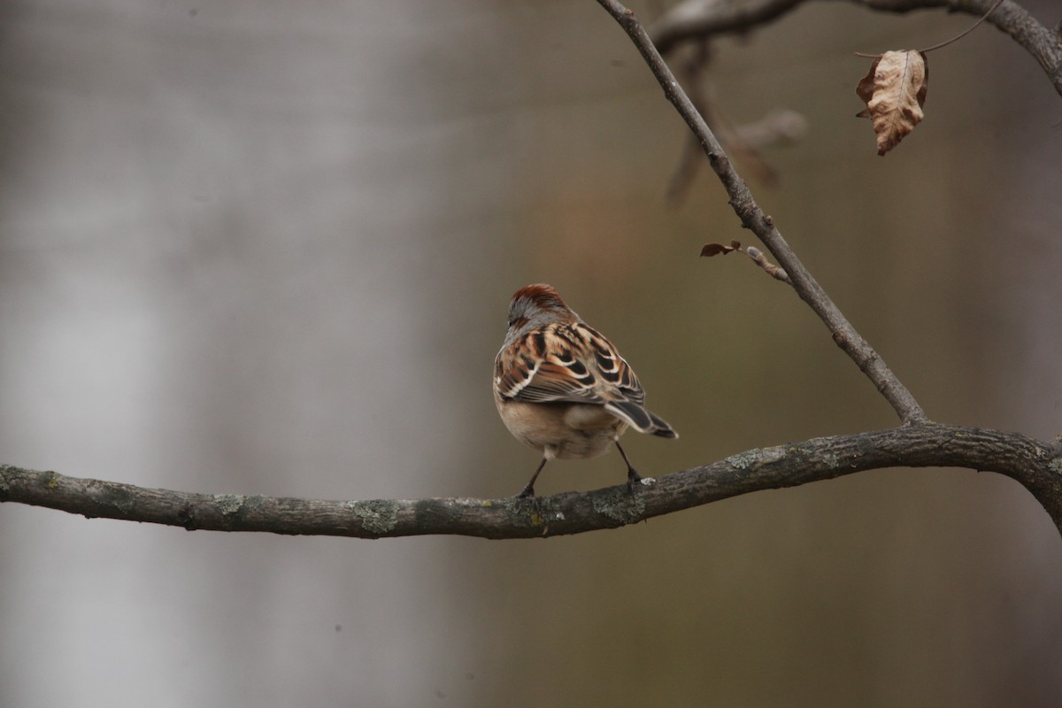 Пасовник північний - ML645653928