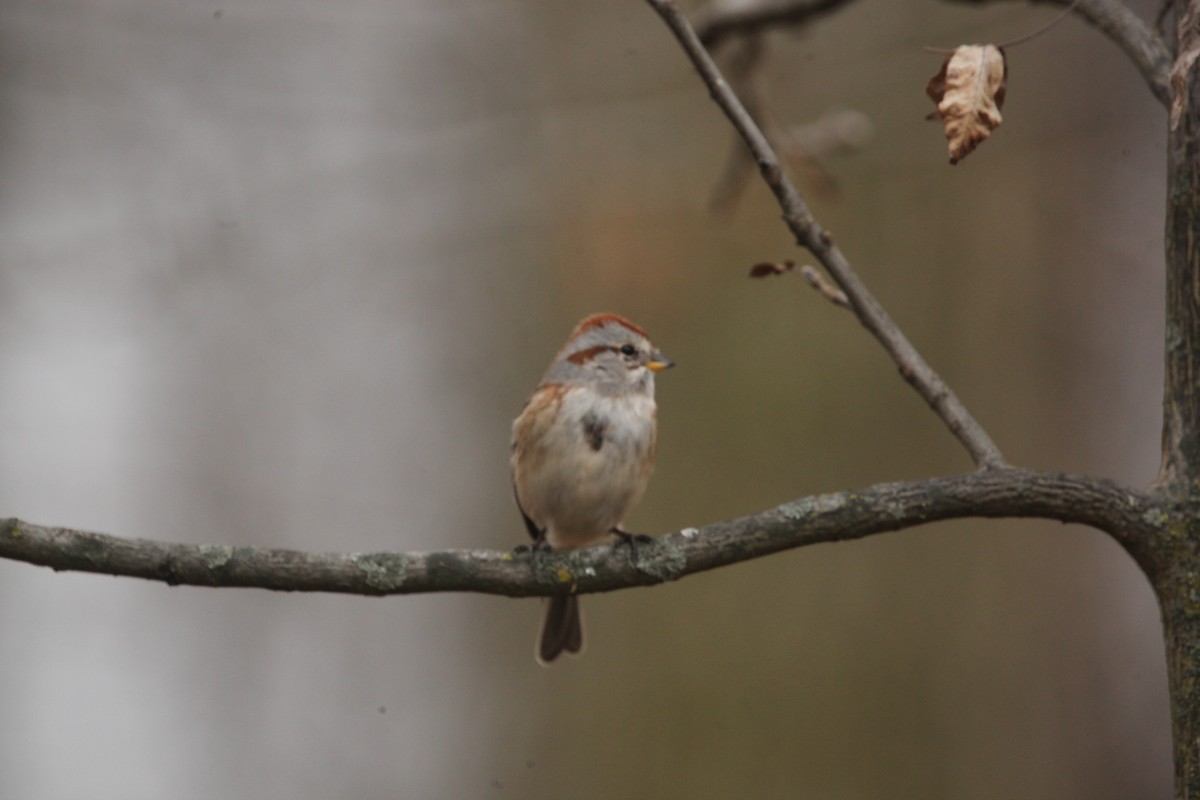 Пасовник північний - ML645653929
