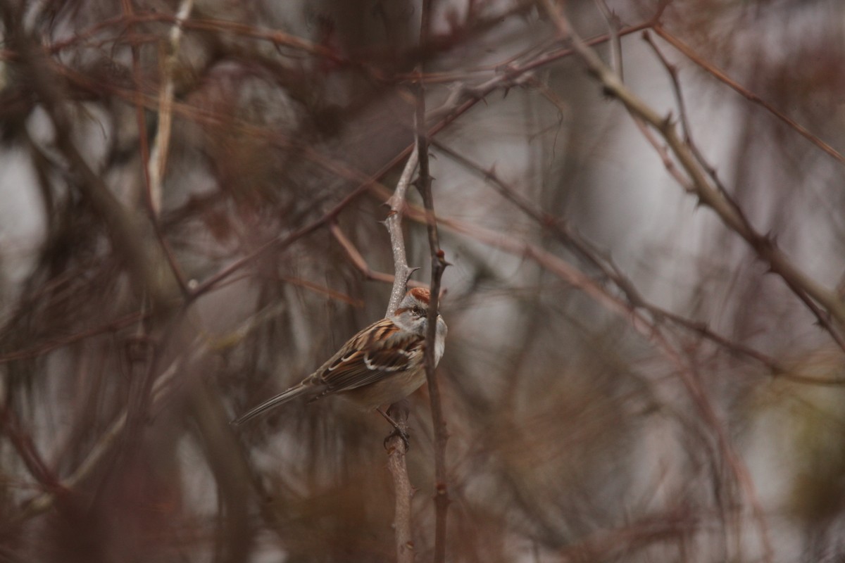 Пасовник північний - ML645653930