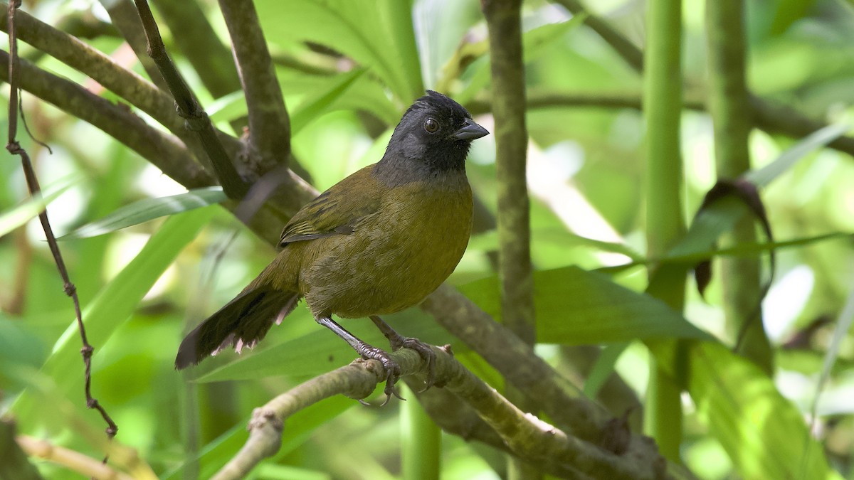 Пасовник великоногий - ML645653931