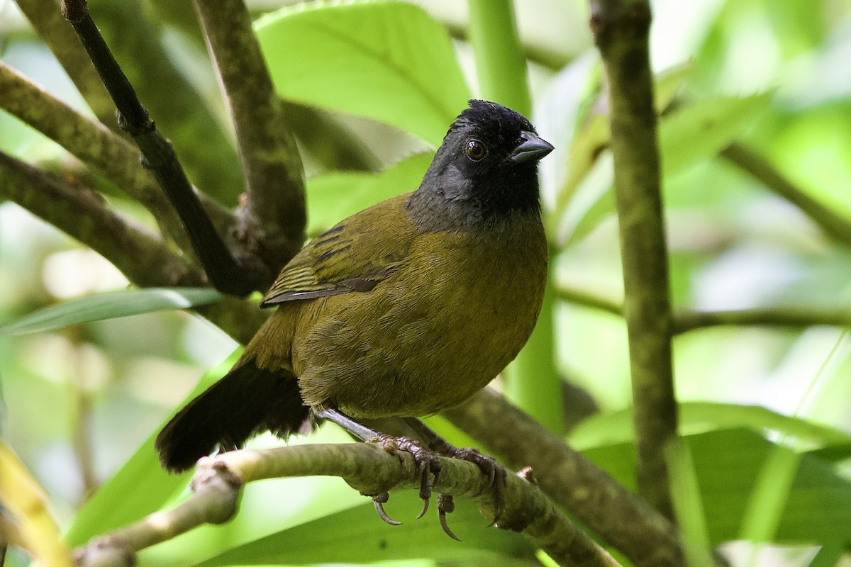 Пасовник великоногий - ML645653932