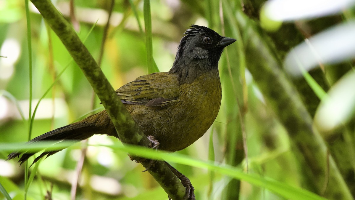 Пасовник великоногий - ML645653933