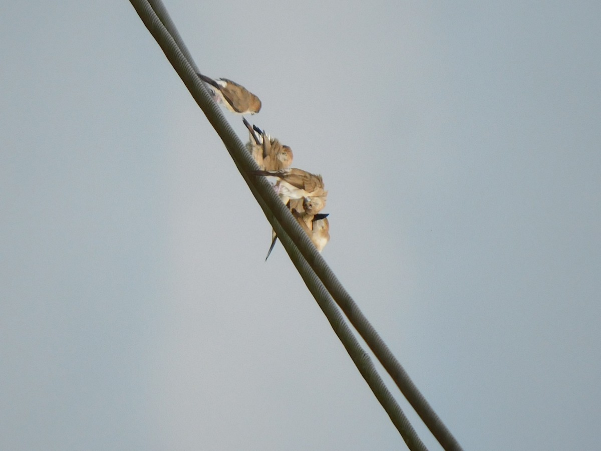 Indian Silverbill - ML645653934