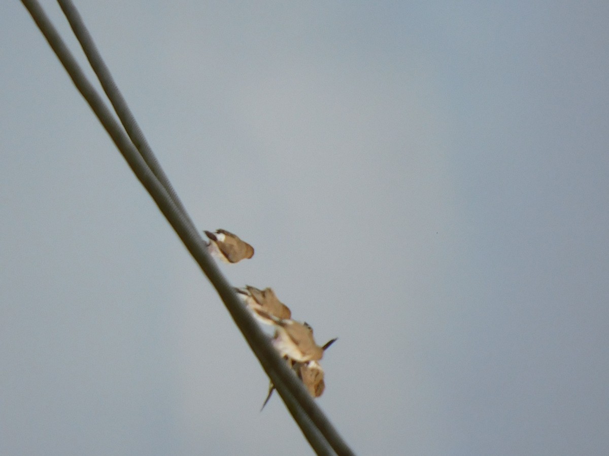 Indian Silverbill - ML645653936