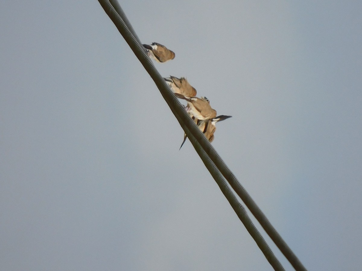 Indian Silverbill - ML645653937