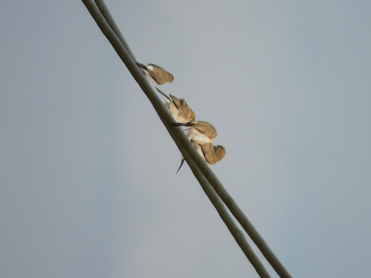 Indian Silverbill - ML645653938