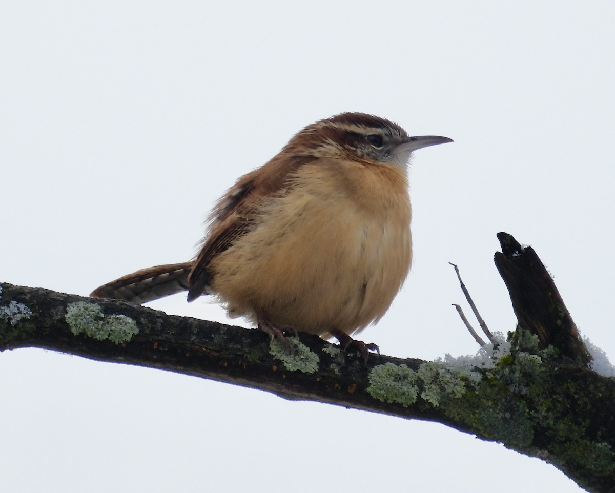 Carolina Wren - ML645653939