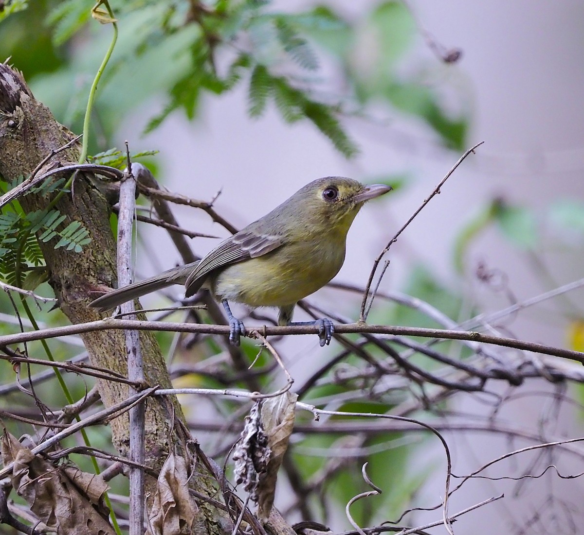 Cuban Vireo - ML645653946