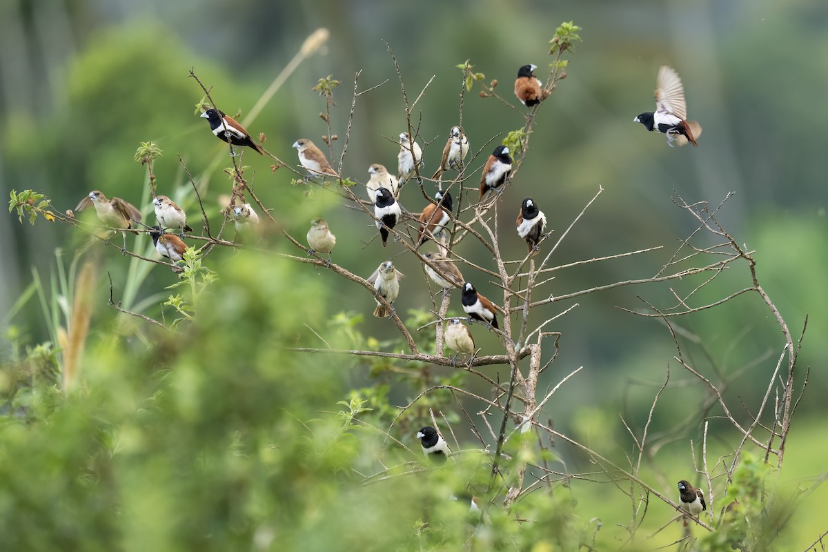 panenka tříbarvá - ML645653948