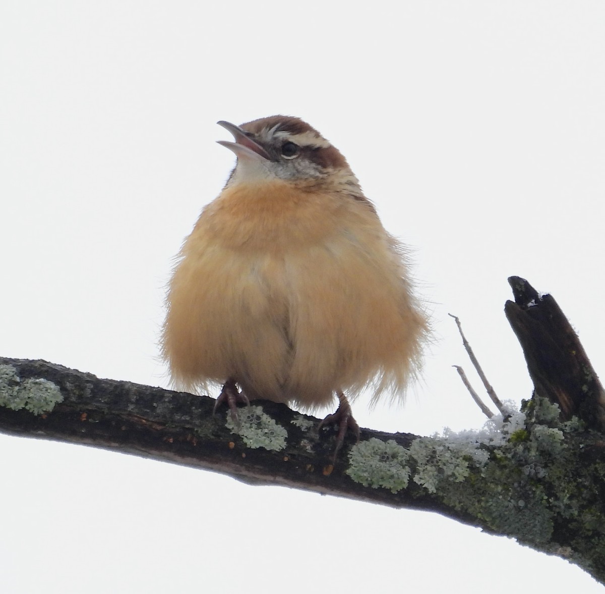 Carolina Wren - ML645653959