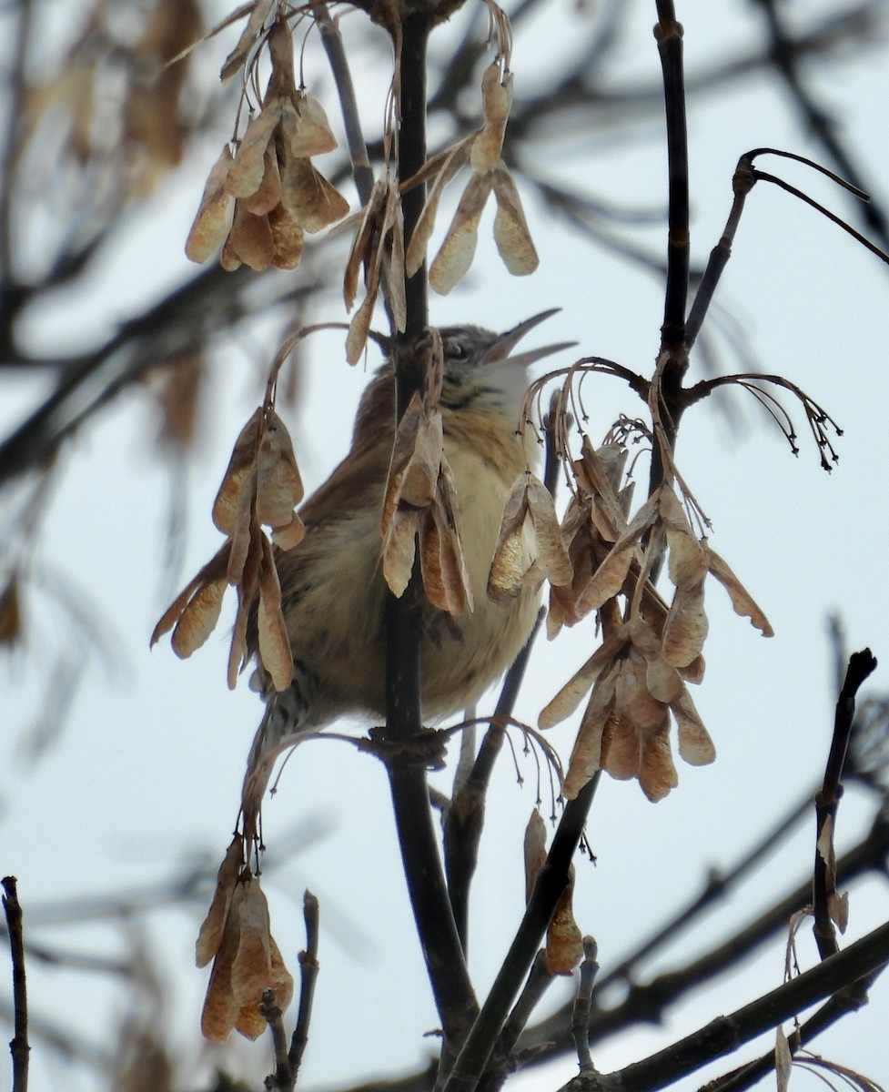 Carolina Wren - ML645653979