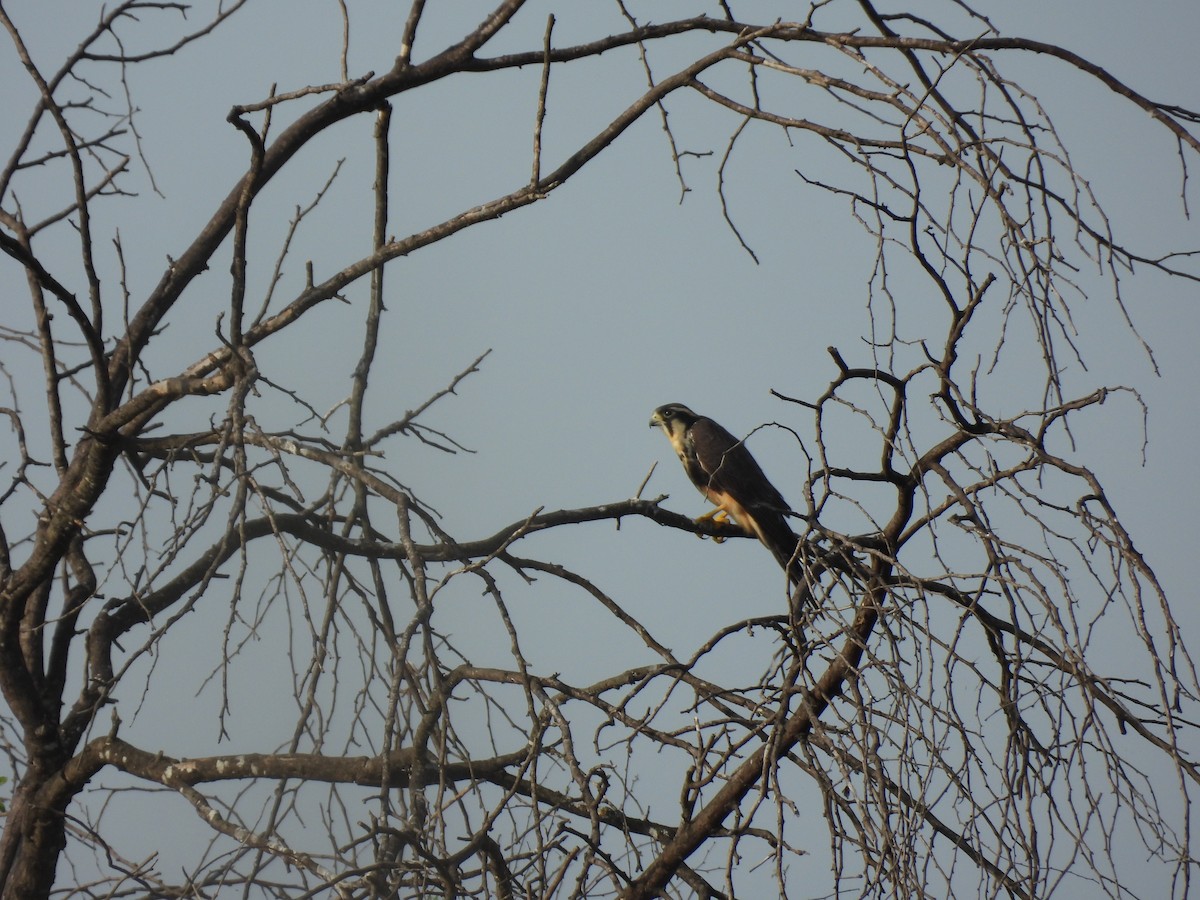 Aplomado Falcon - ML645653985