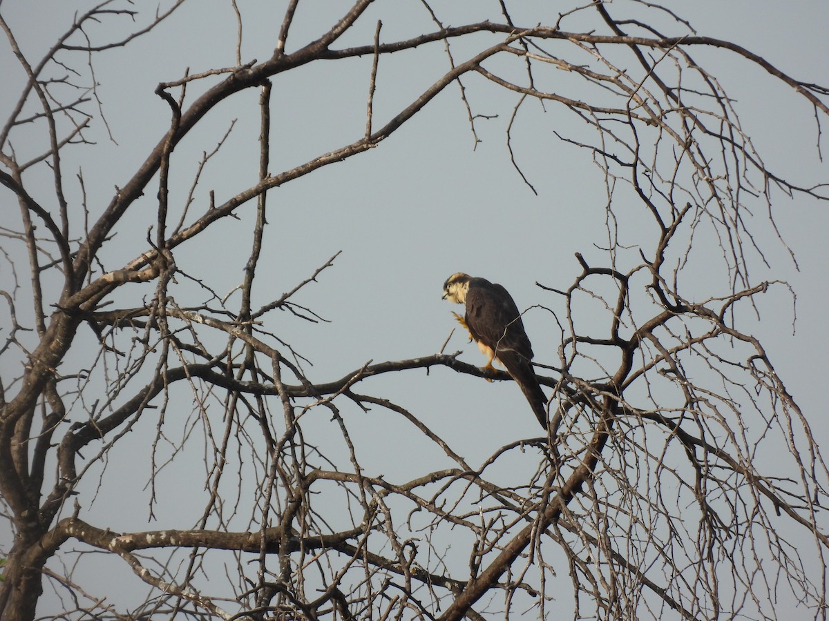 Aplomado Falcon - ML645653986