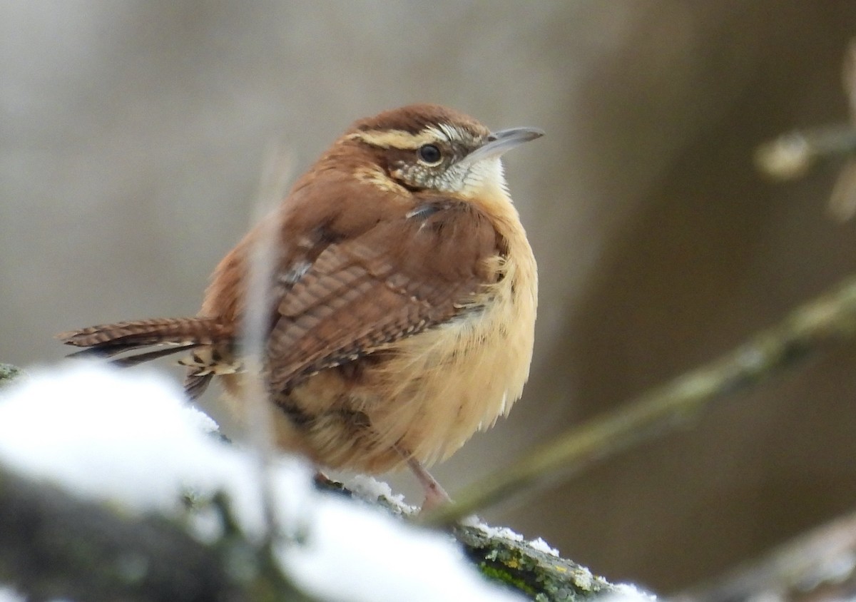 Carolina Wren - ML645653987