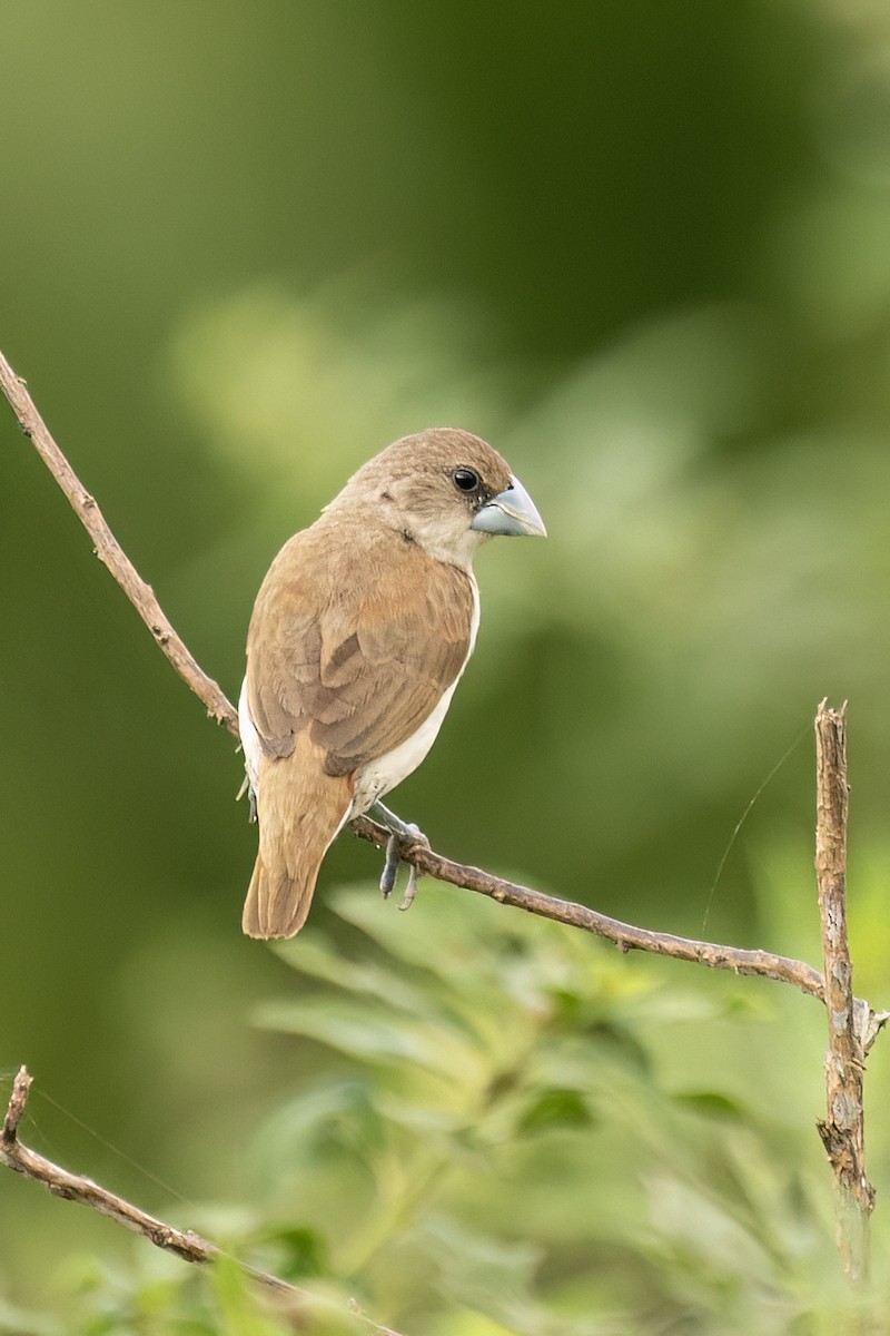 panenka tříbarvá - ML645653990