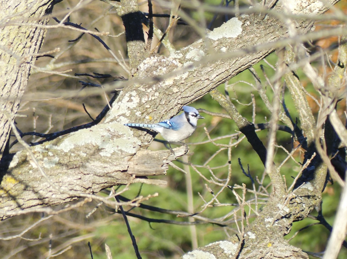 Blue Jay - ML645653991