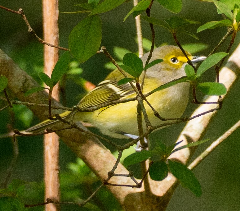 zelenáček bělooký - ML645653993