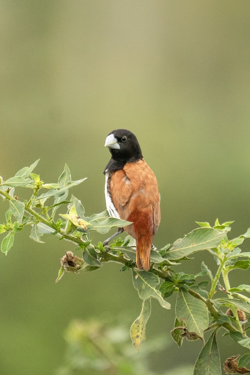 panenka tříbarvá - ML645653994