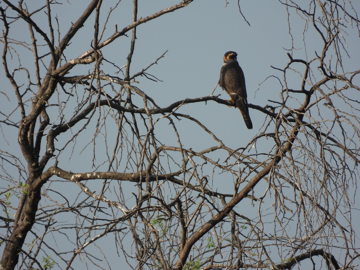 Aplomado Falcon - ML645653995