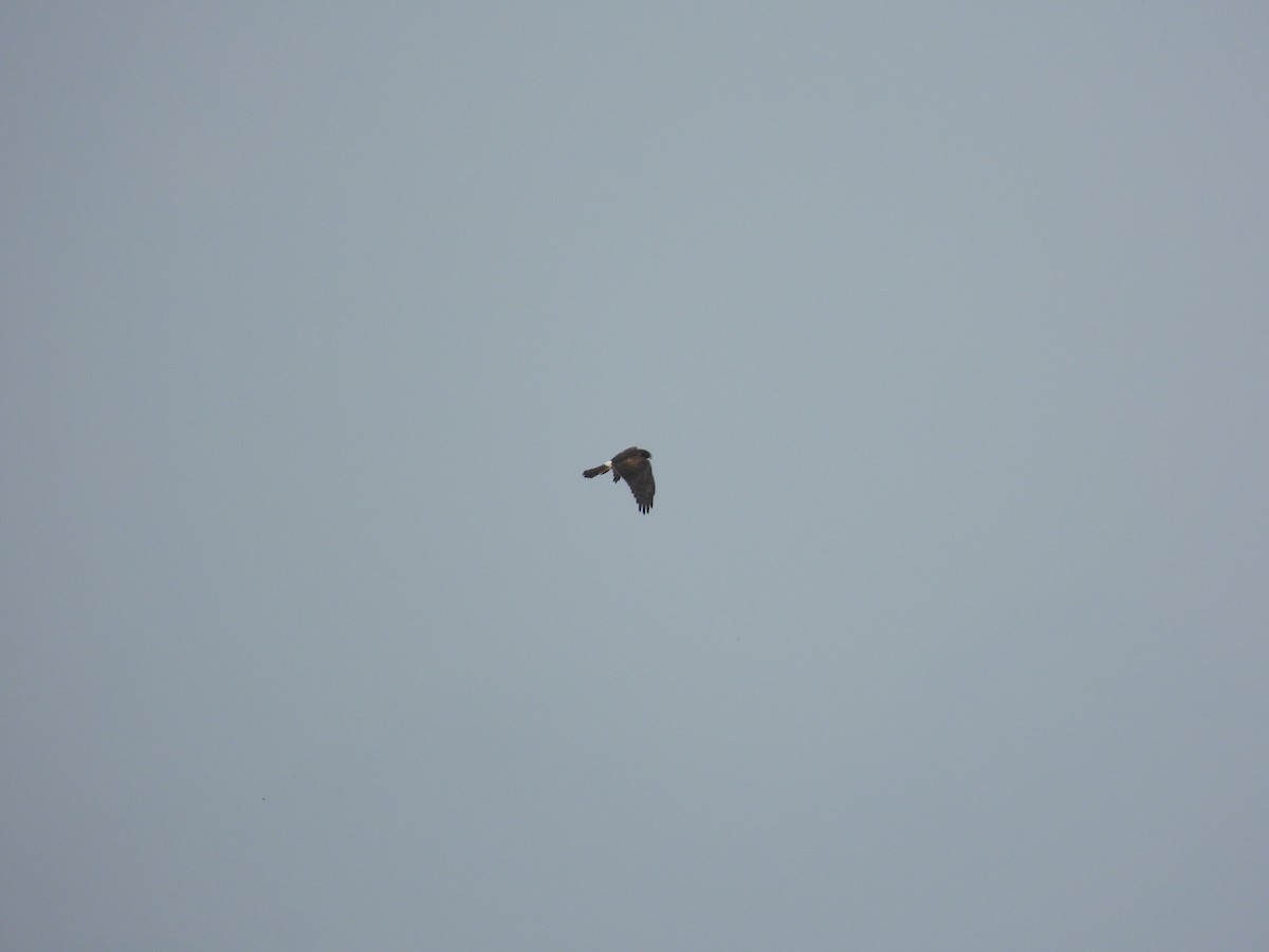 Northern Harrier - ML645654013