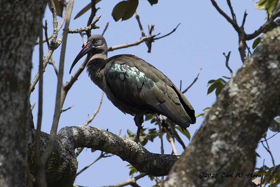 Hadada Ibis - ML645654016