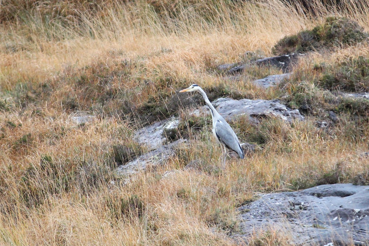 Gray Heron - ML645654018