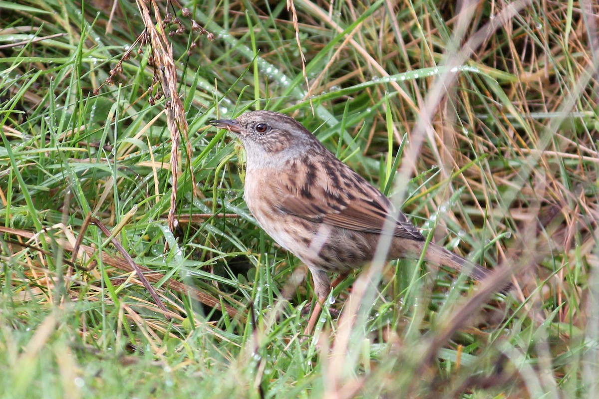 Dunnock - ML645654021