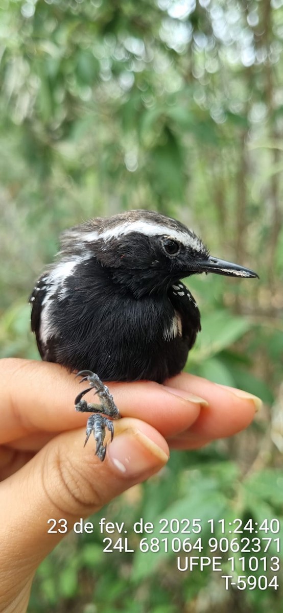 Black-bellied Antwren - ML645654027