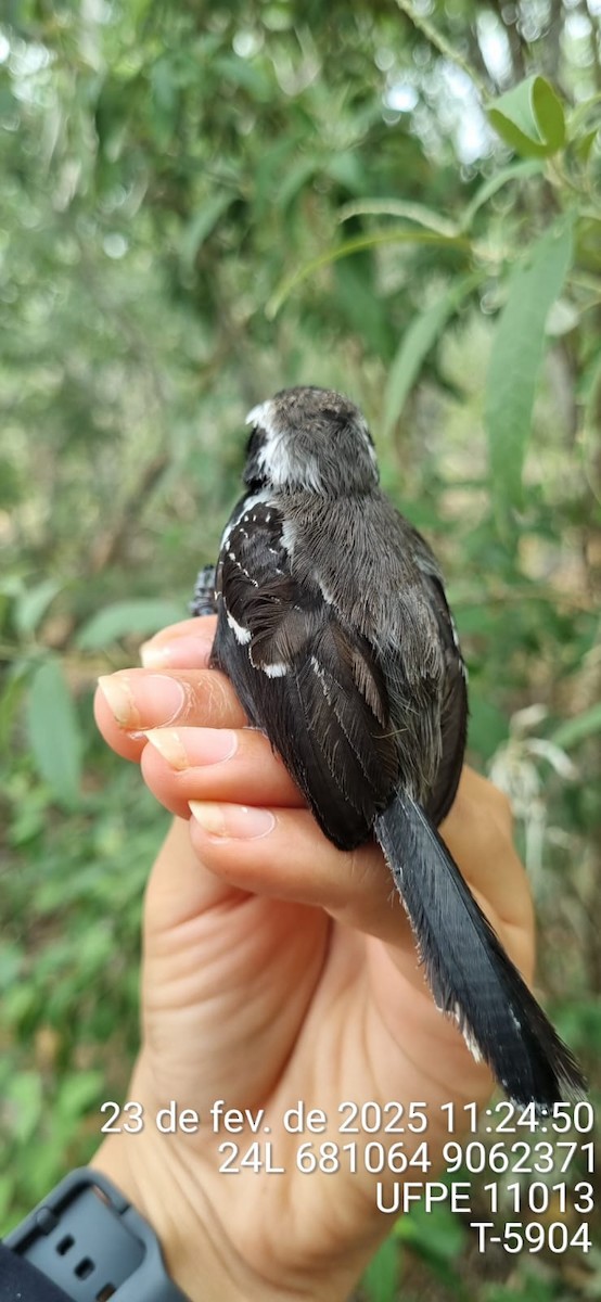 Black-bellied Antwren - ML645654028
