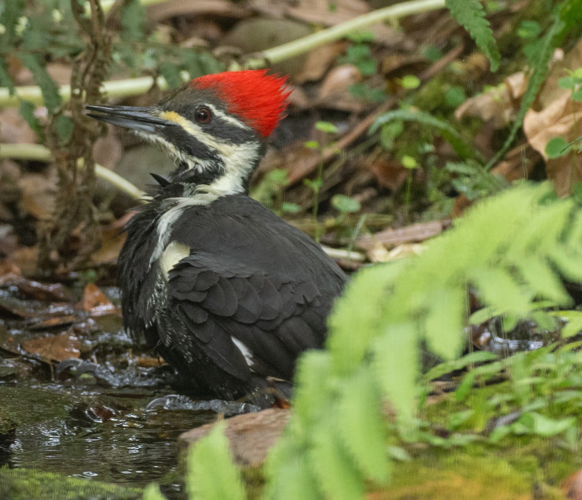 datel chocholatý - ML645654043