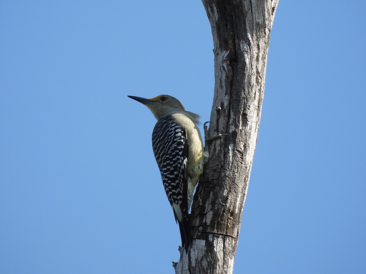 Golden-fronted Woodpecker - ML645654049