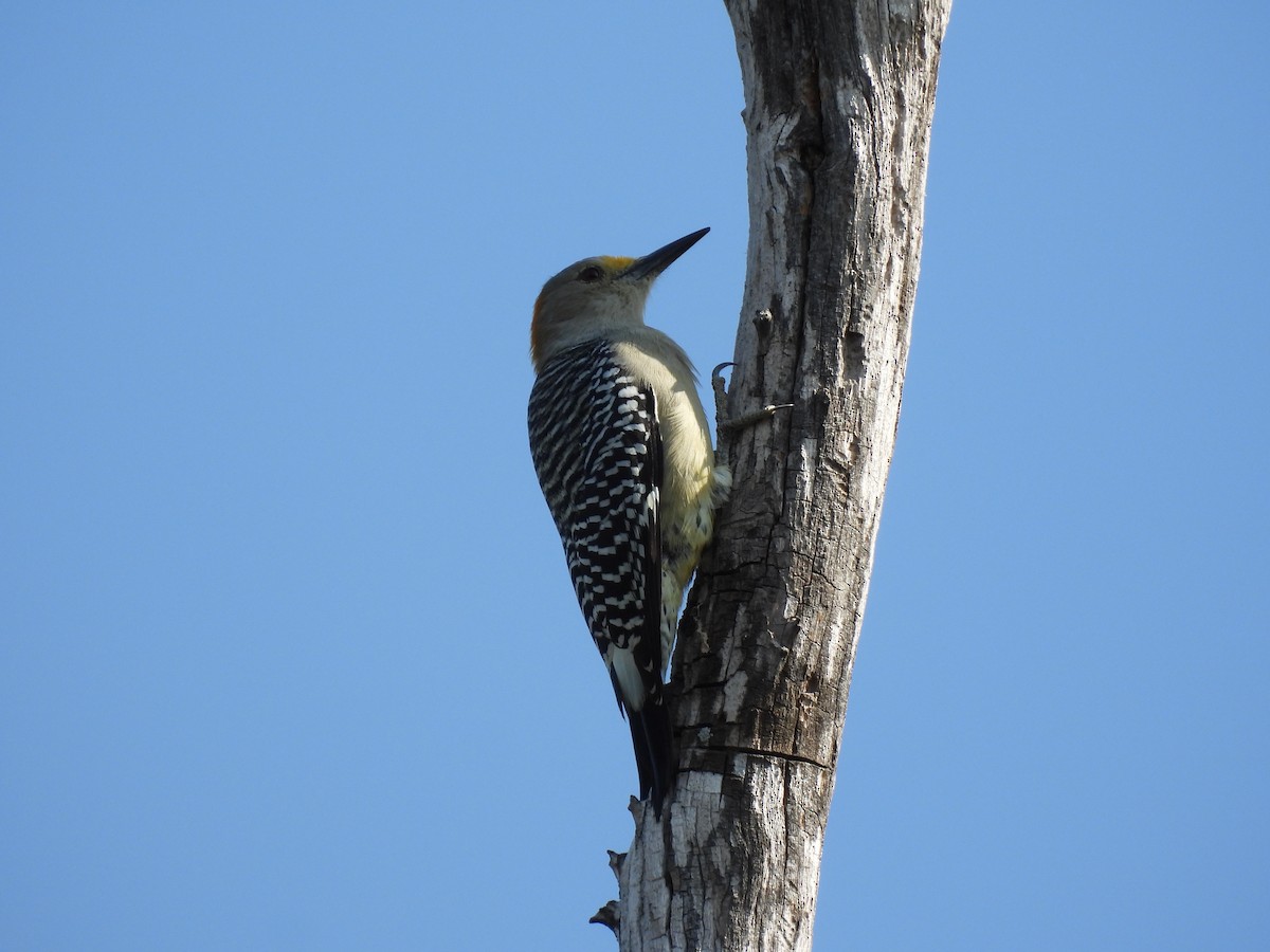 Golden-fronted Woodpecker - ML645654050