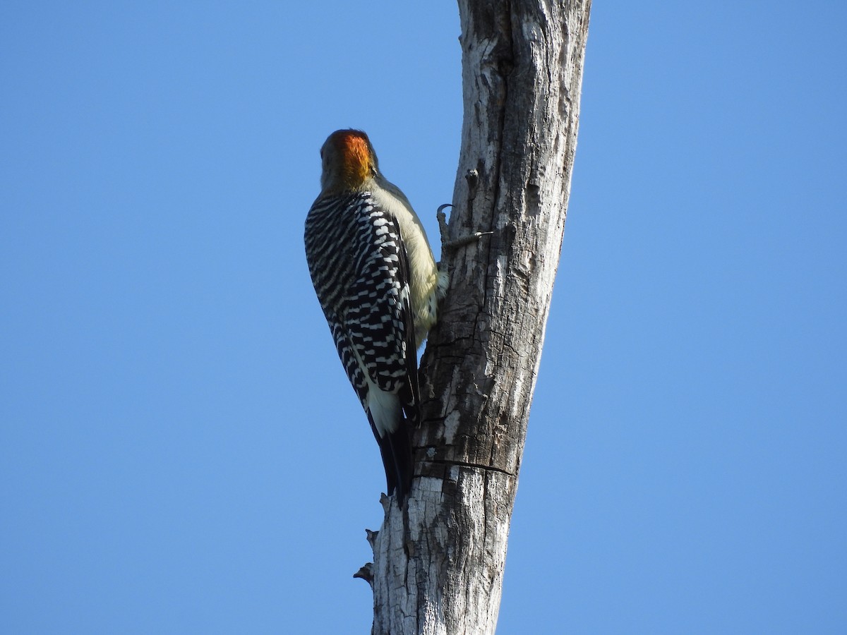 Golden-fronted Woodpecker - ML645654051