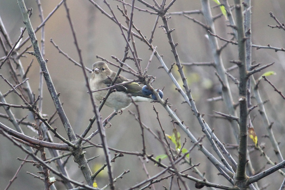 Common Chaffinch - ML645654054