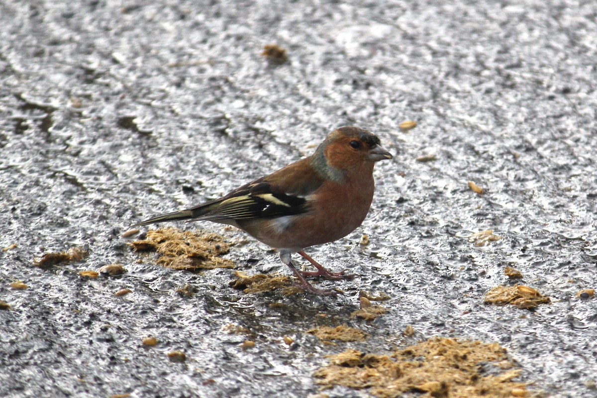 Common Chaffinch - ML645654055