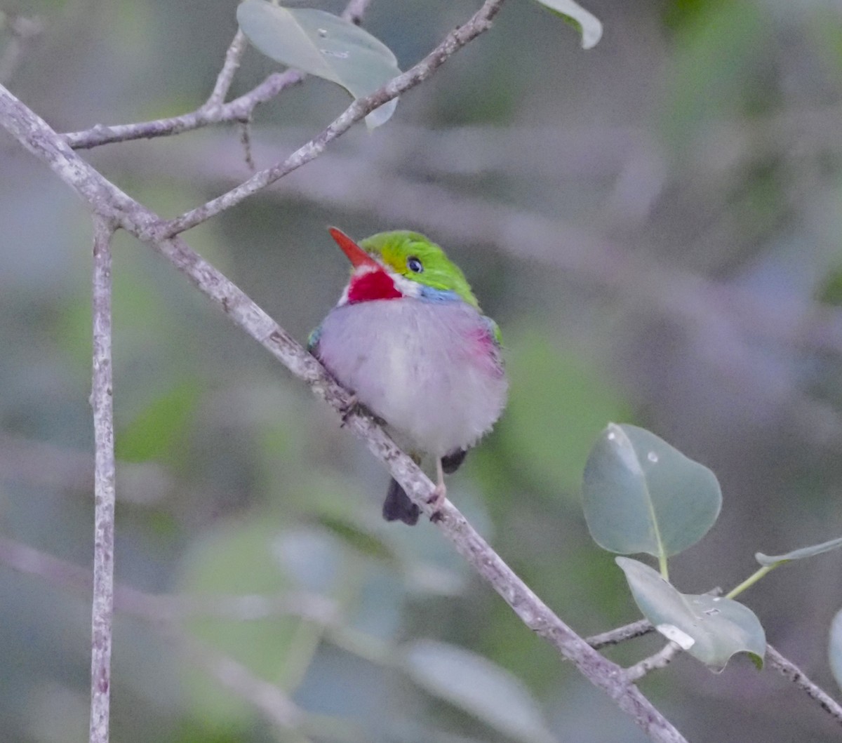 Cuban Tody - ML645654062