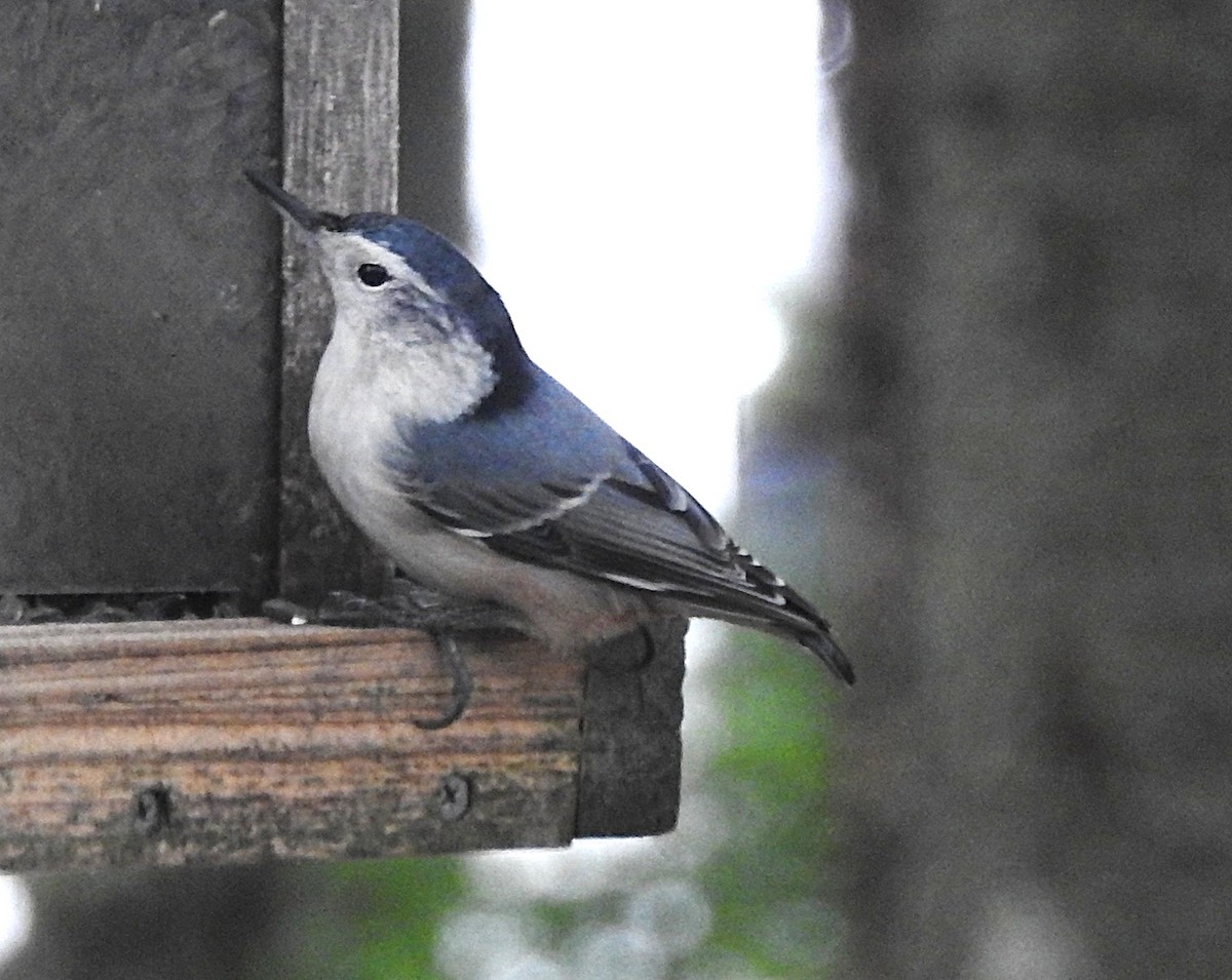 White-breasted Nuthatch - ML645654083
