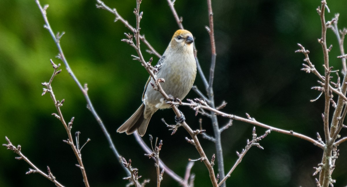 Pine Grosbeak - ML645654086