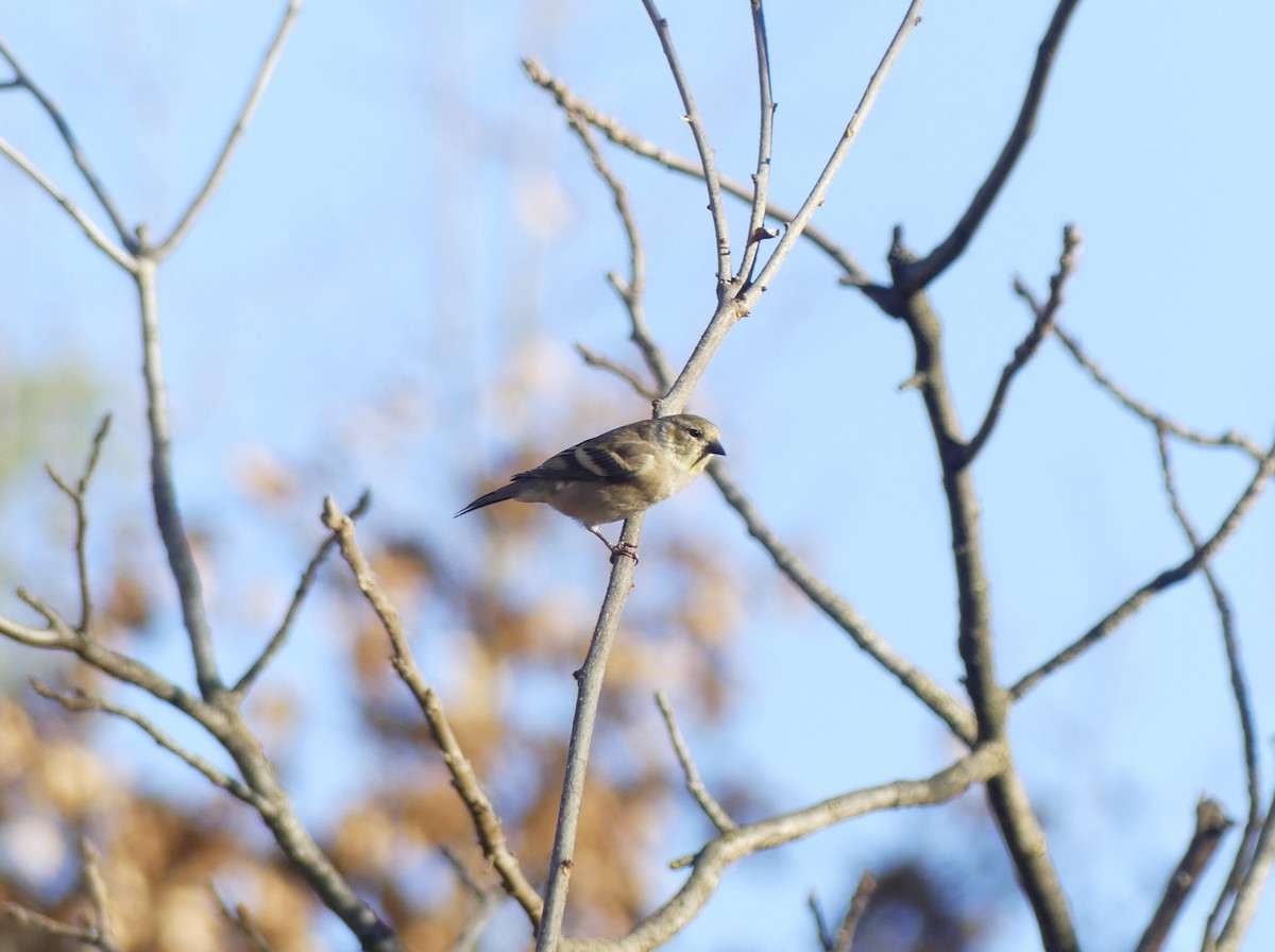 American Goldfinch - ML645654087