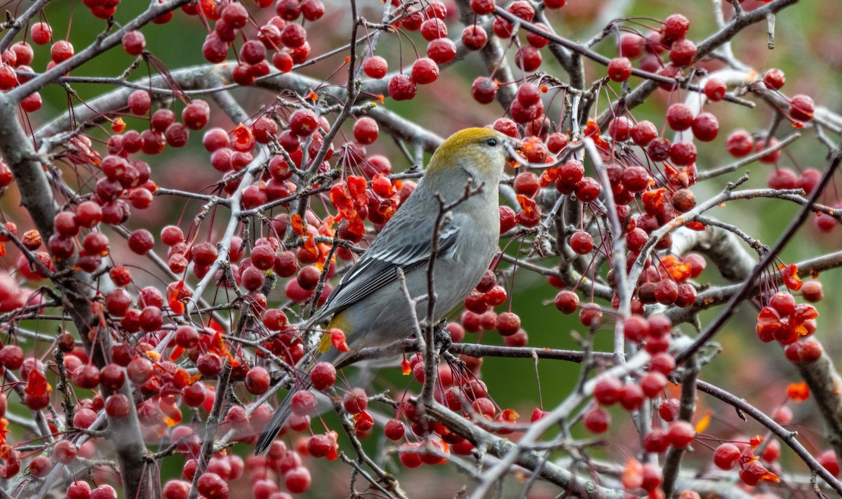 Pine Grosbeak - ML645654089