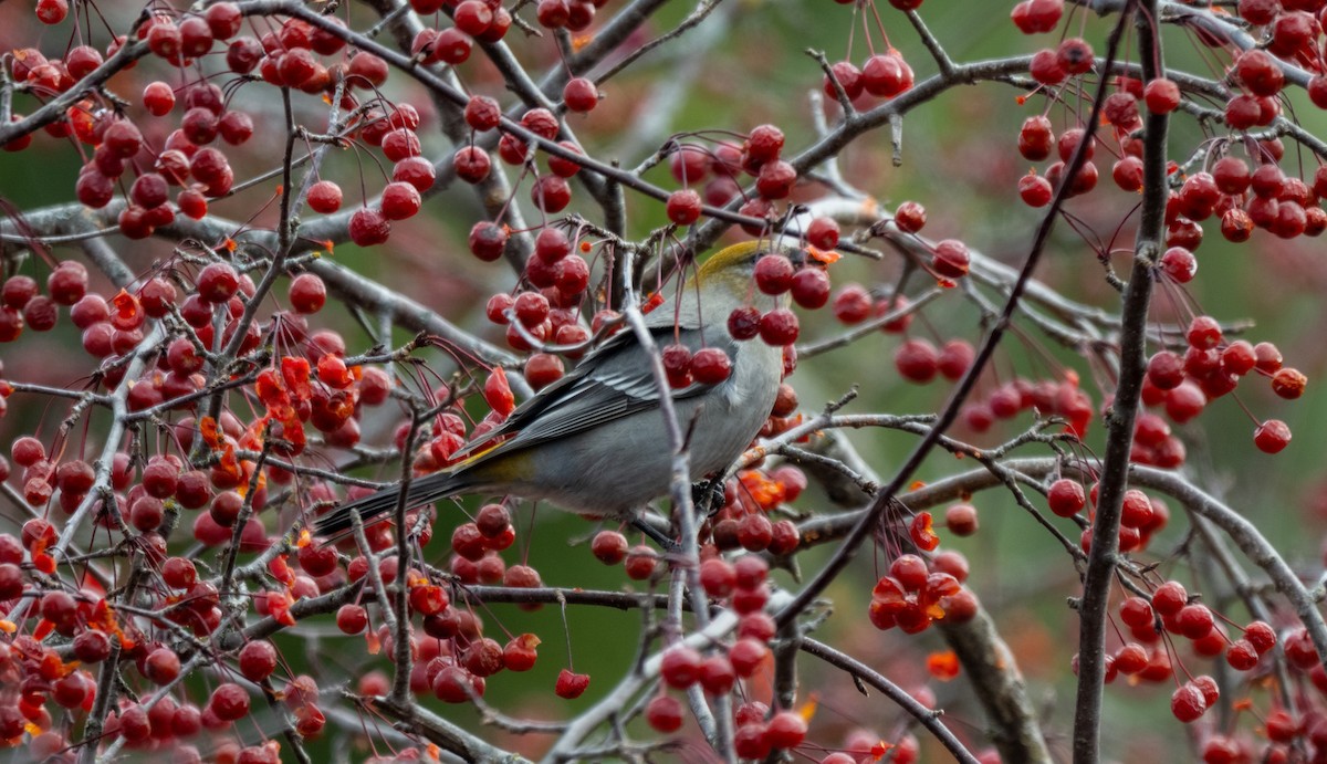 Pine Grosbeak - ML645654091