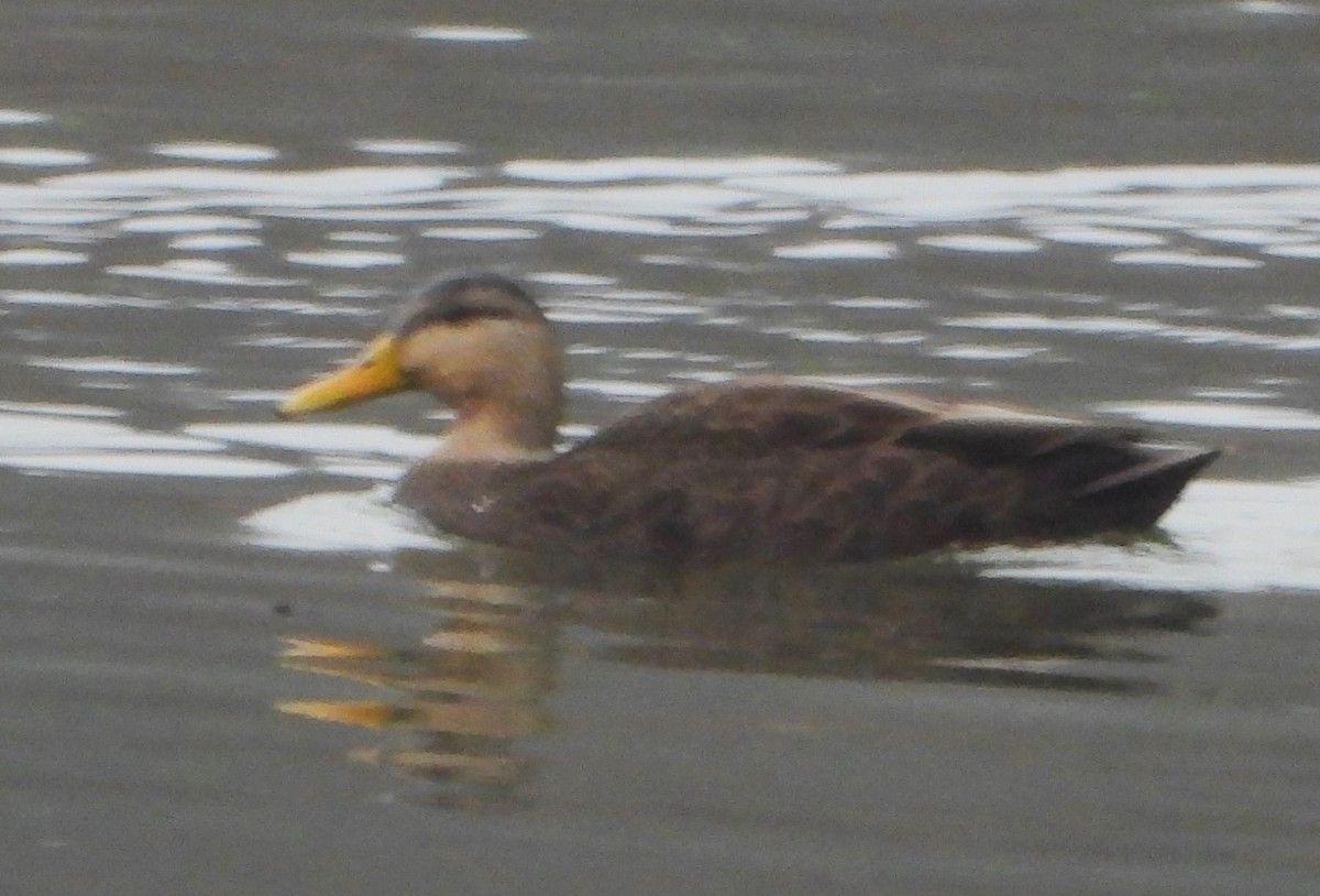 kachna tmavá - ML645654094