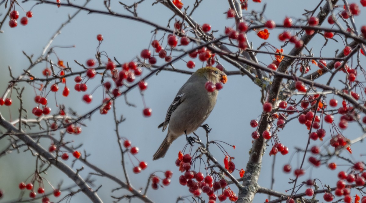 Pine Grosbeak - ML645654104