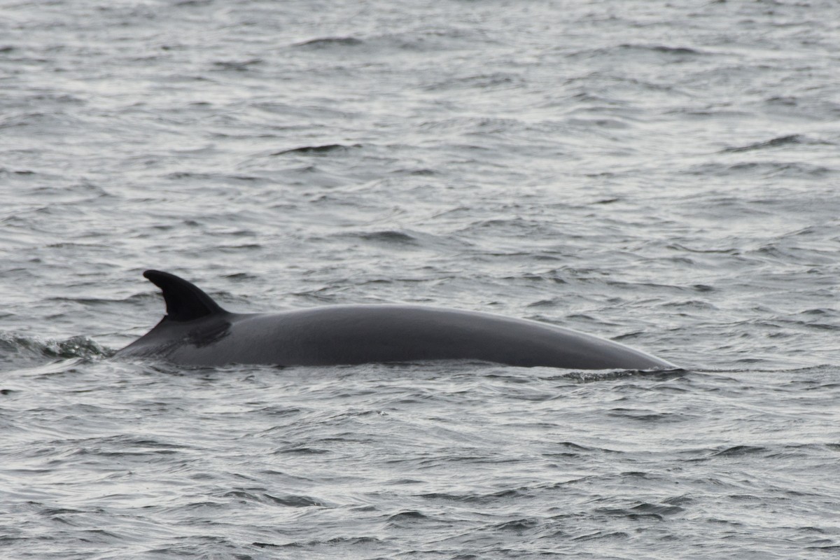 Animals - ML645654110