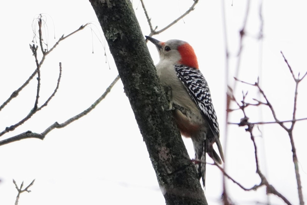 datel karolínský - ML645654111